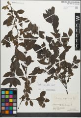Foto von Salix myrsinifolia Salisb.